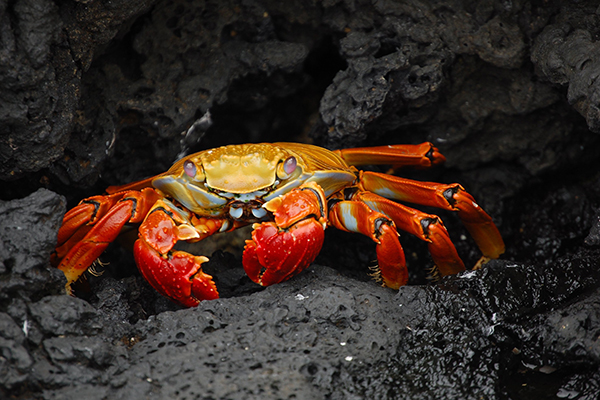 Skip on the lobster next time you're coming seafood