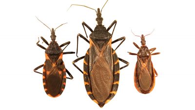 Kissing bugs are not as friendly as they sound
