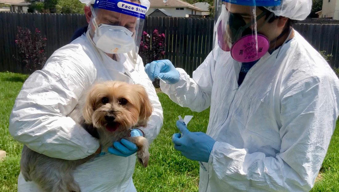 one person in PPE holds a Yorkshire terrier while another person in PPE does a swab test